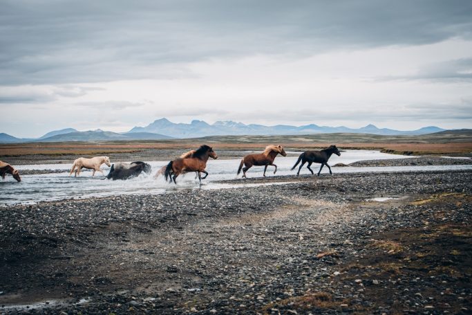 wilde Pferde in Island laufen durch einen Fluss